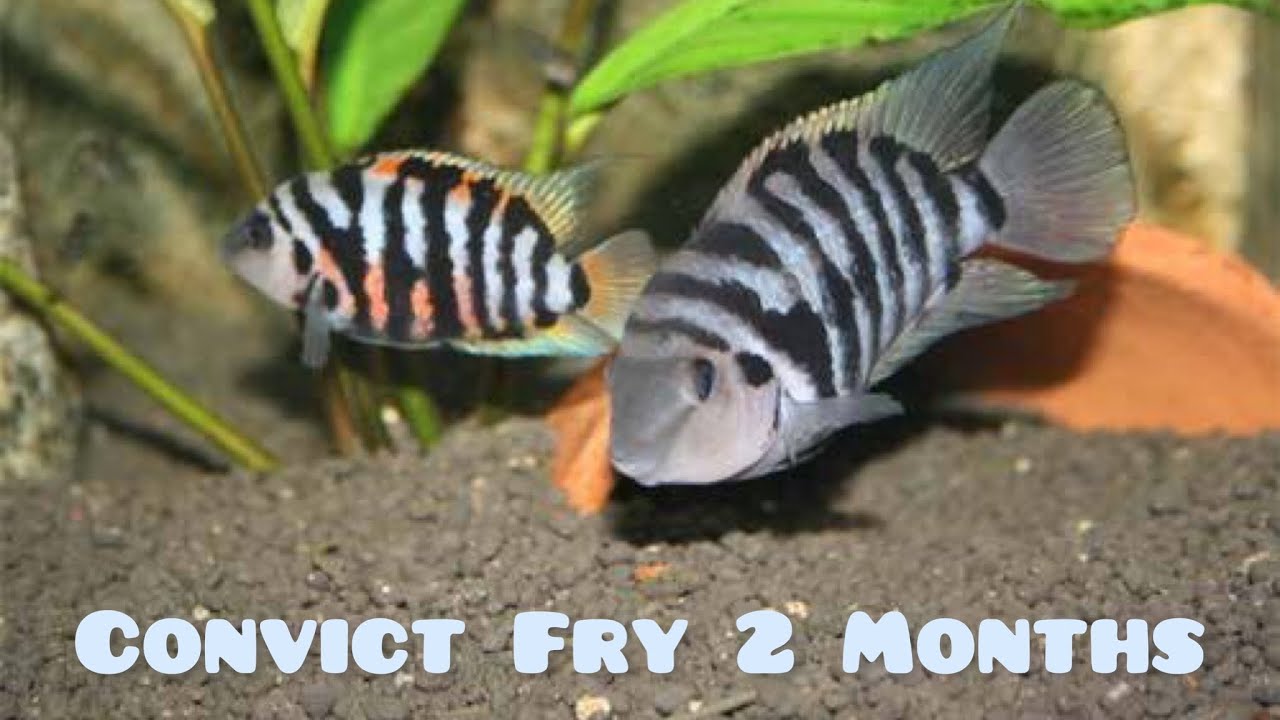 Convict Cichlid Fry Growth Stages Day 1 To Day 60 - AB Farm Karachi #AbFishes #ConvictCichlids #Fry