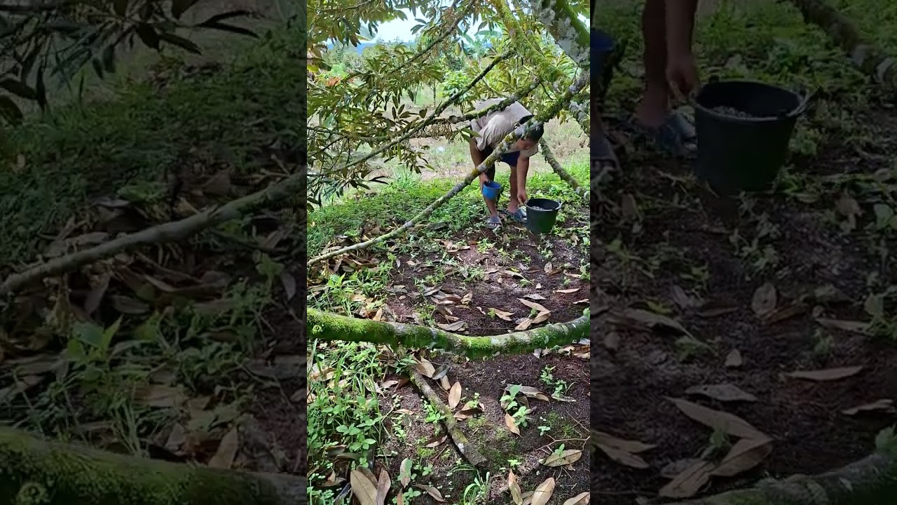 Cara pemupukan durian fase berbunga dan berbuah