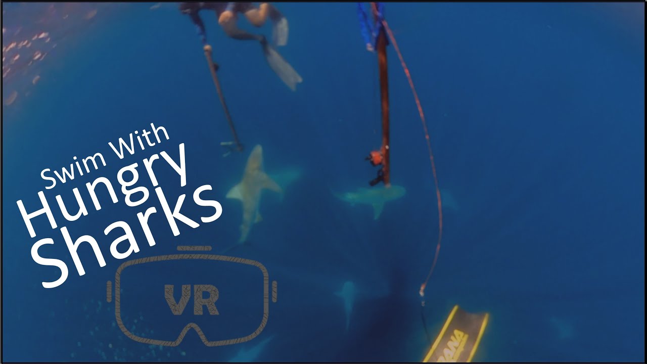 Swim with Hungry Sharks in VR (Virtual Reality) | No Headset VR