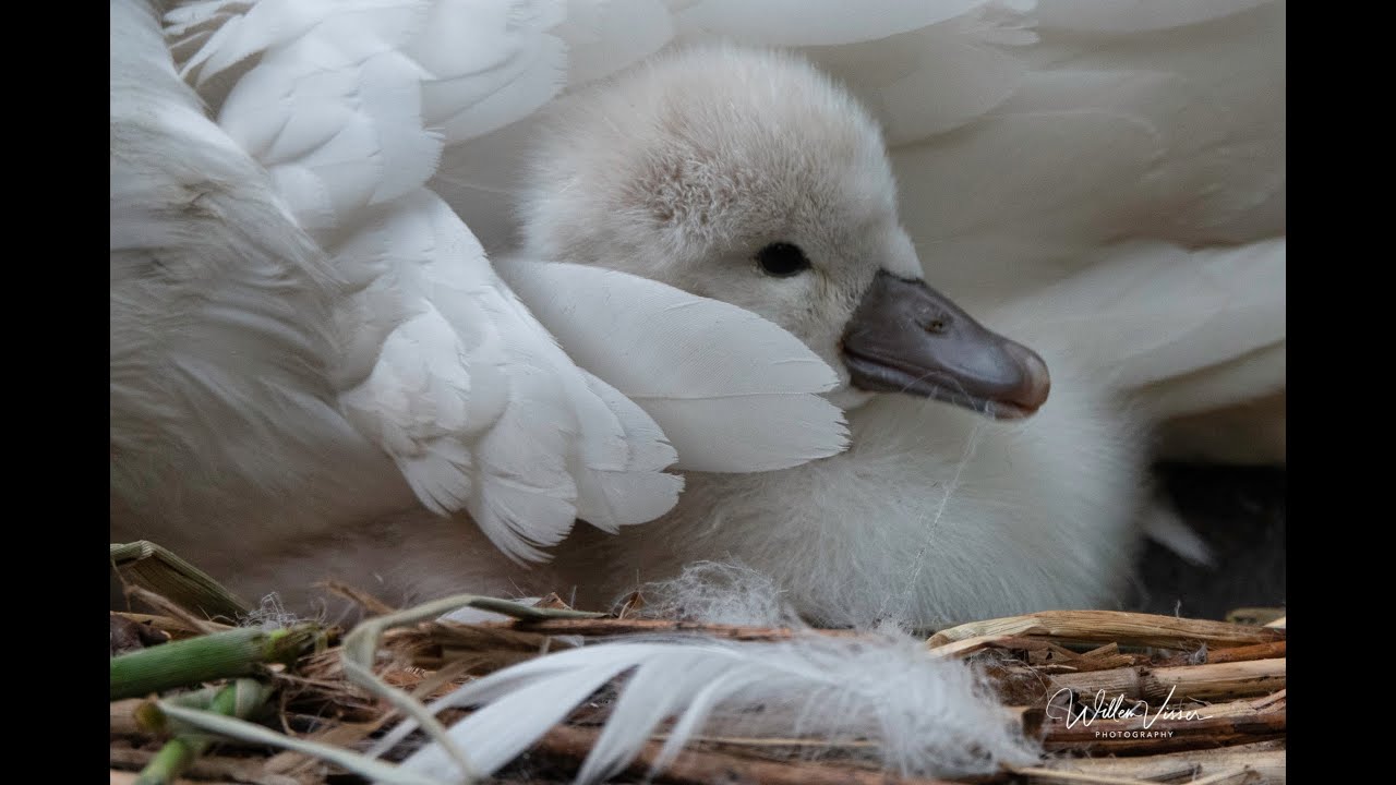 Swan's nest and eggs, birth of baby swans
