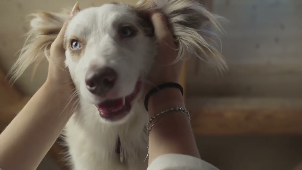 Futter so nährstoffreich, dass dein Hund strahlt.