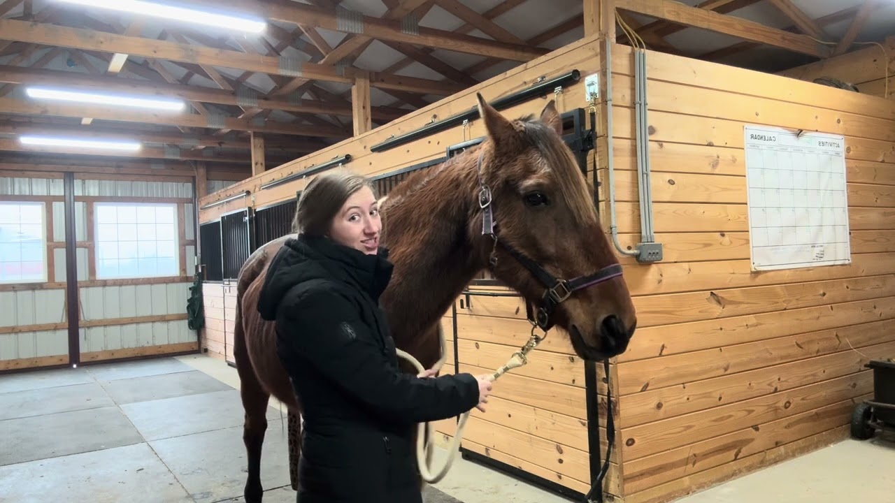 How To Halter A Horse