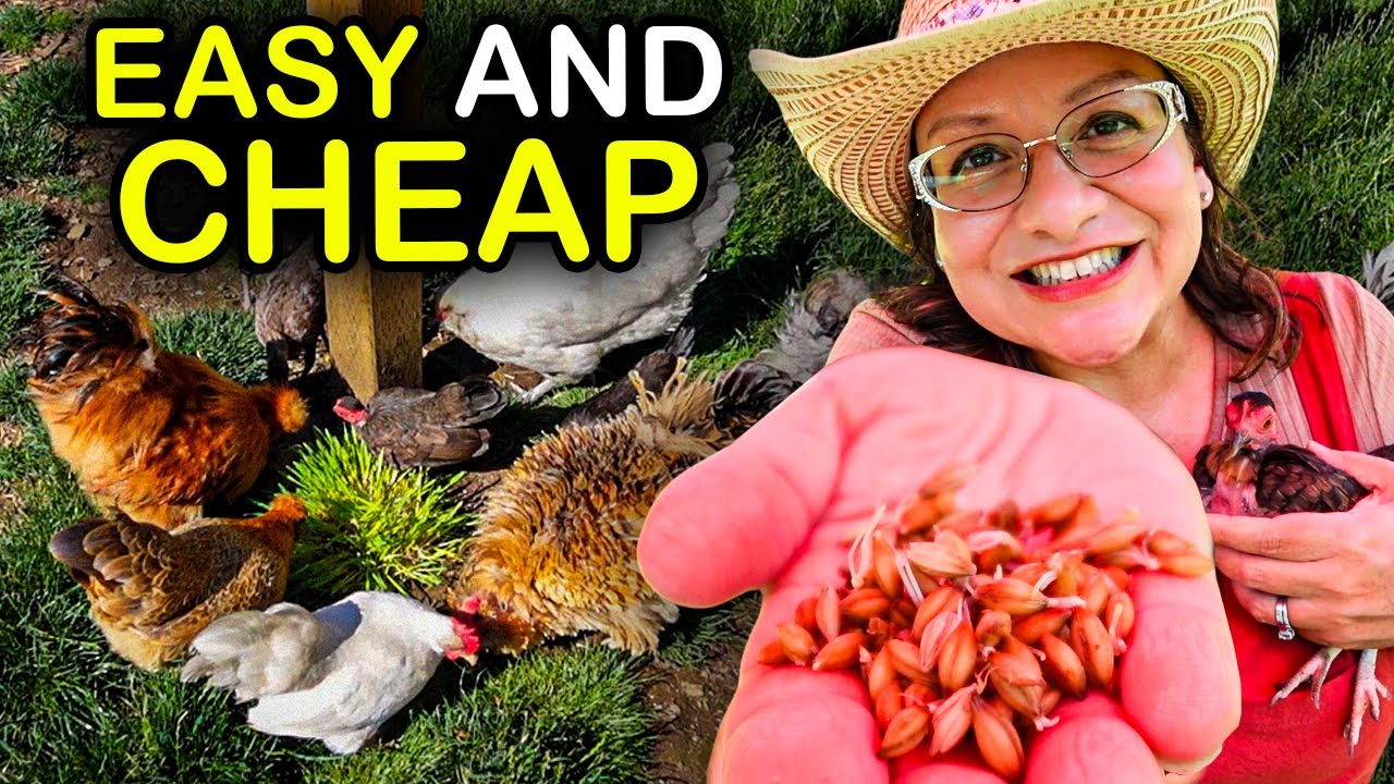 Grow Tons of FRESH CHICKEN FEED with this SIMPLE METHOD!