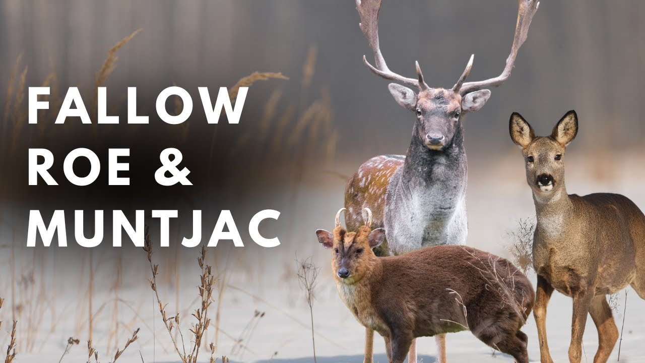Hunting Three UK Deer Species in One Day!