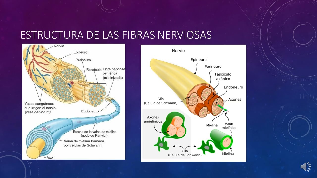 ANESTESIA REGIONAL PARTE 1 y 2