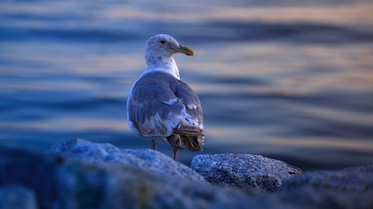 Bird HDR : Sony A7Slll Slog-3 Grade Mastered ST.2084 Rec.2020