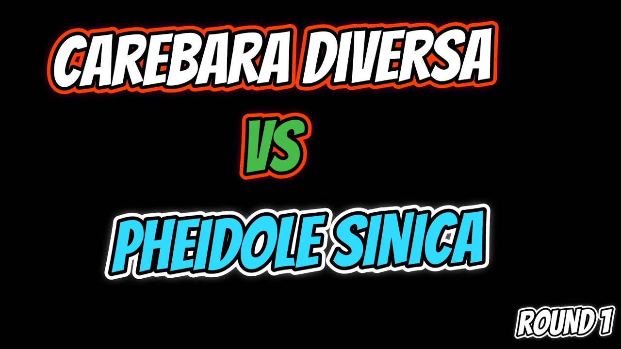 Carebara diversa 🆚 Pheidole Sinica (inicio)