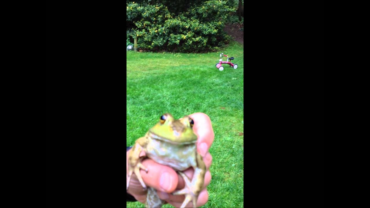 Talking Frog