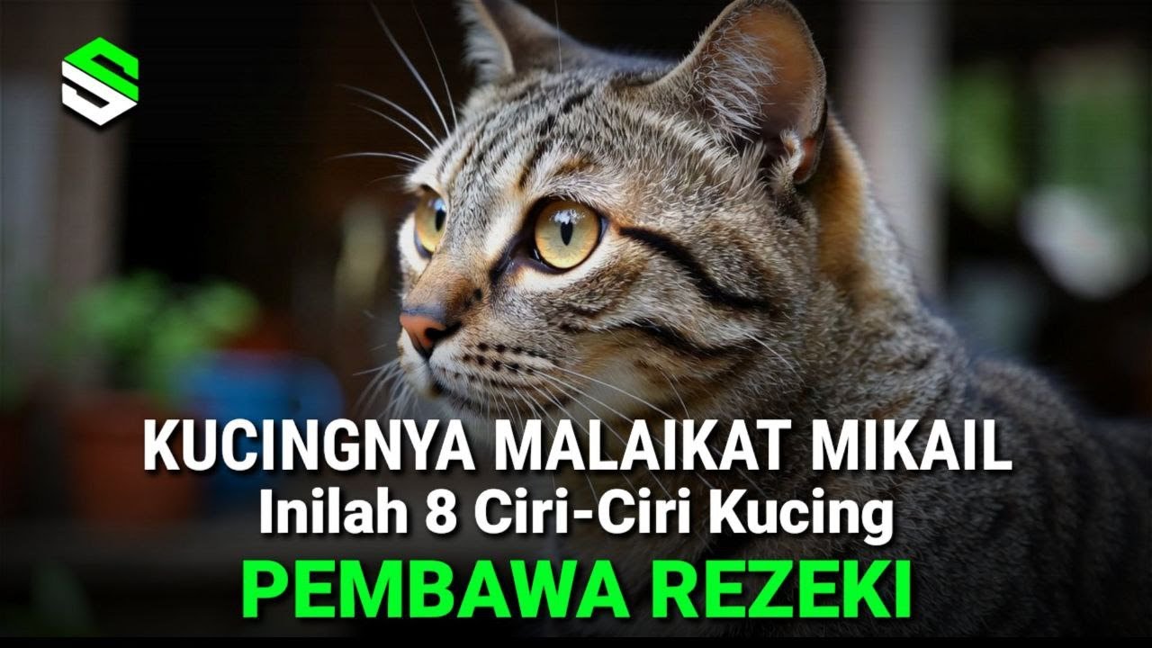 8 Ciri Kucing Pembawa Rezeki Dalam Islam, Anda Orang Beruntung !!