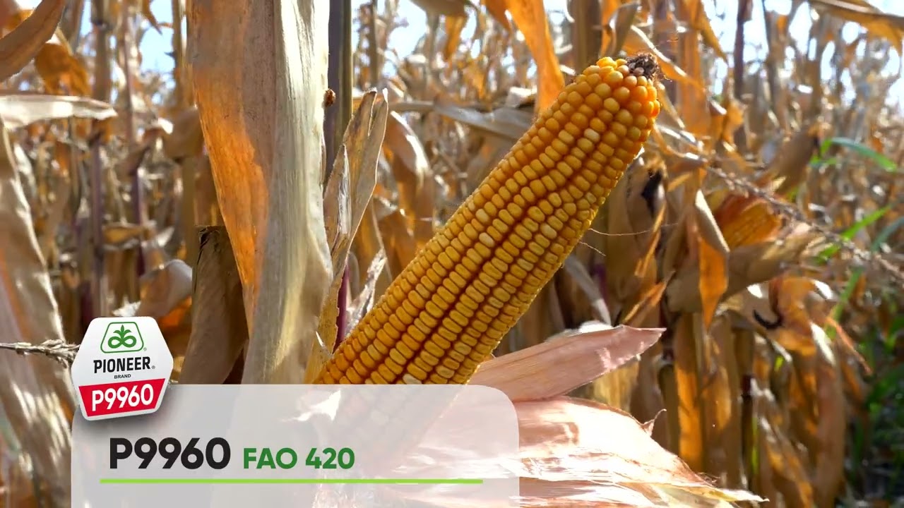 PIONEER hibridi kukuruza iz FAO 400 grupe zrenja