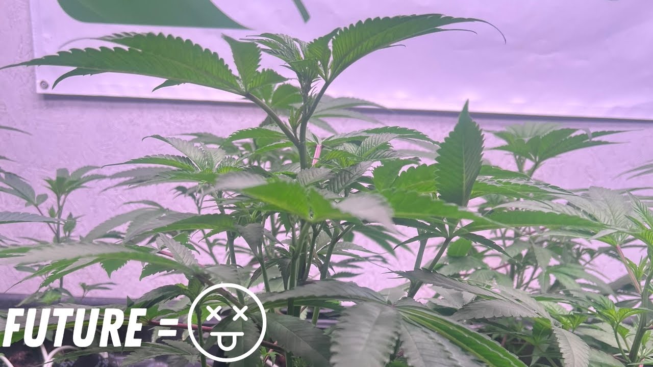 I Showed The Plants Their Fate!