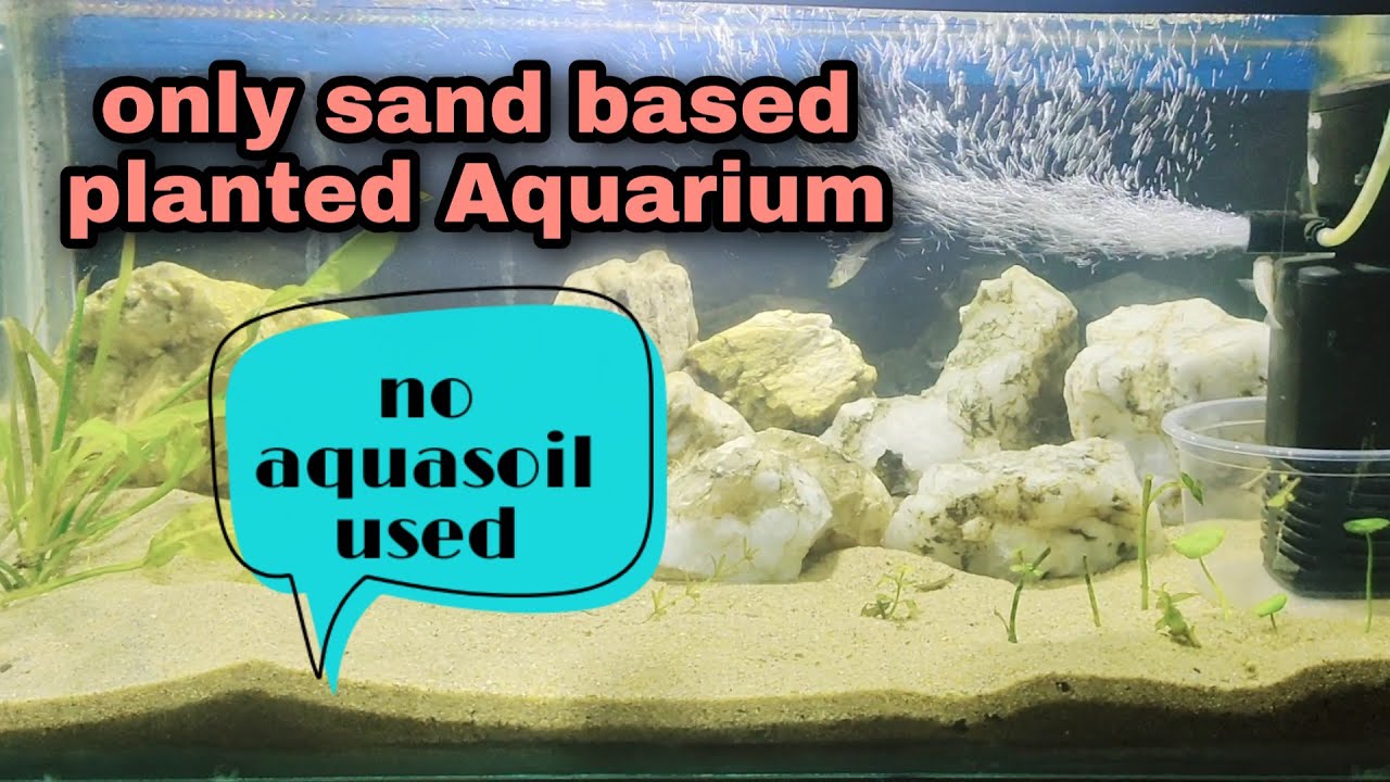 Sand based Aquarium. No aqua soil used.