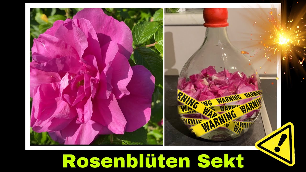 Experiment: Rosenbl&uuml;tensekt | 2. Versuch Sekt aus Rosenbl&uuml;ten | Selbstversorgung: Wildhefe