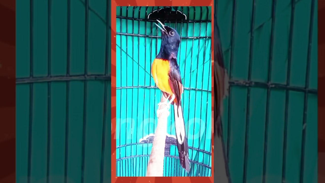 ketrekan murai batu gacor gaya fighter