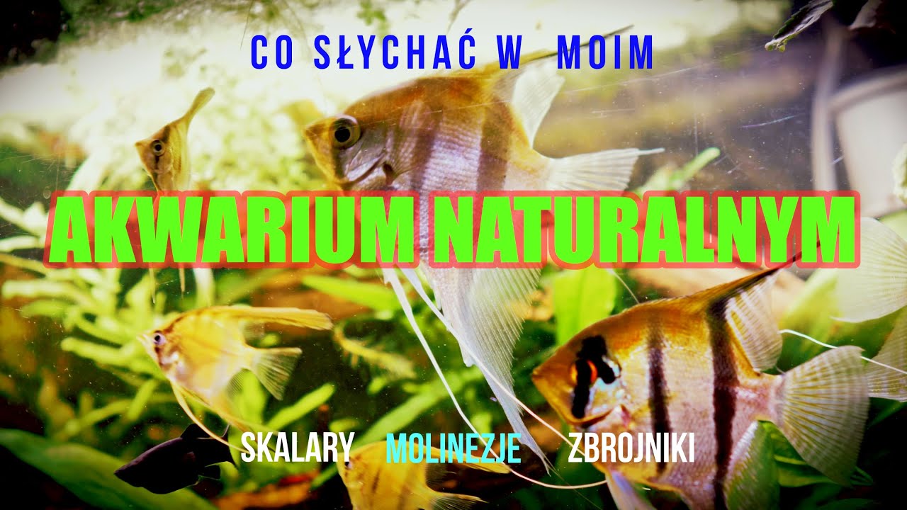 Co słychać w akwarium 180L - Skalary, kirysy, molinezje, zbrojniki, krewetki amano.