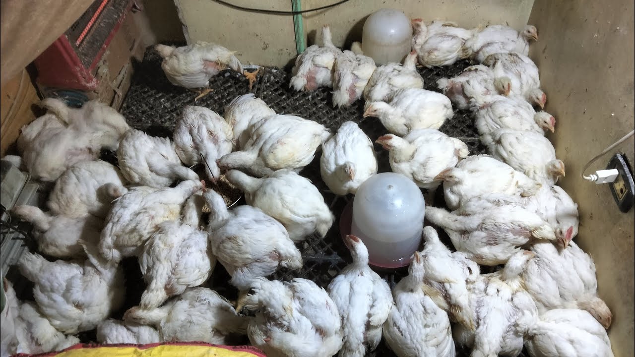 وزنت الفراخ البيضاء عمر ٣٠يوم وجبت زيت النعناع الخام الاوزن بتاعت الفراخ حلوه 