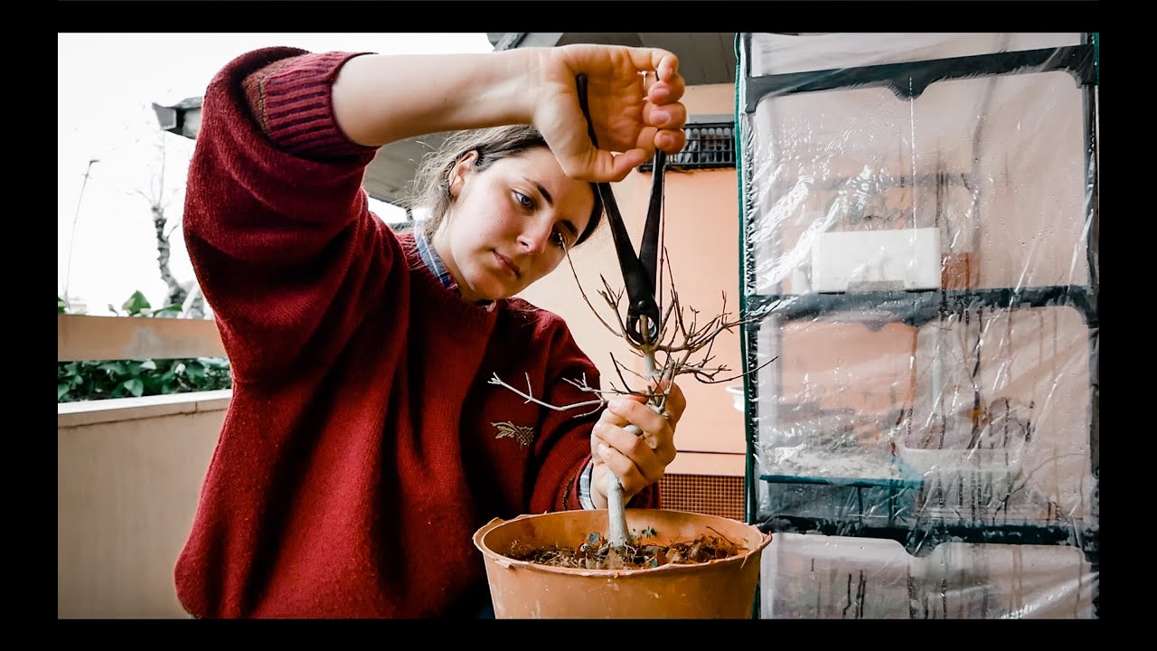 comprare questo acero tridente è stato un errore? / Trident Maple first styling