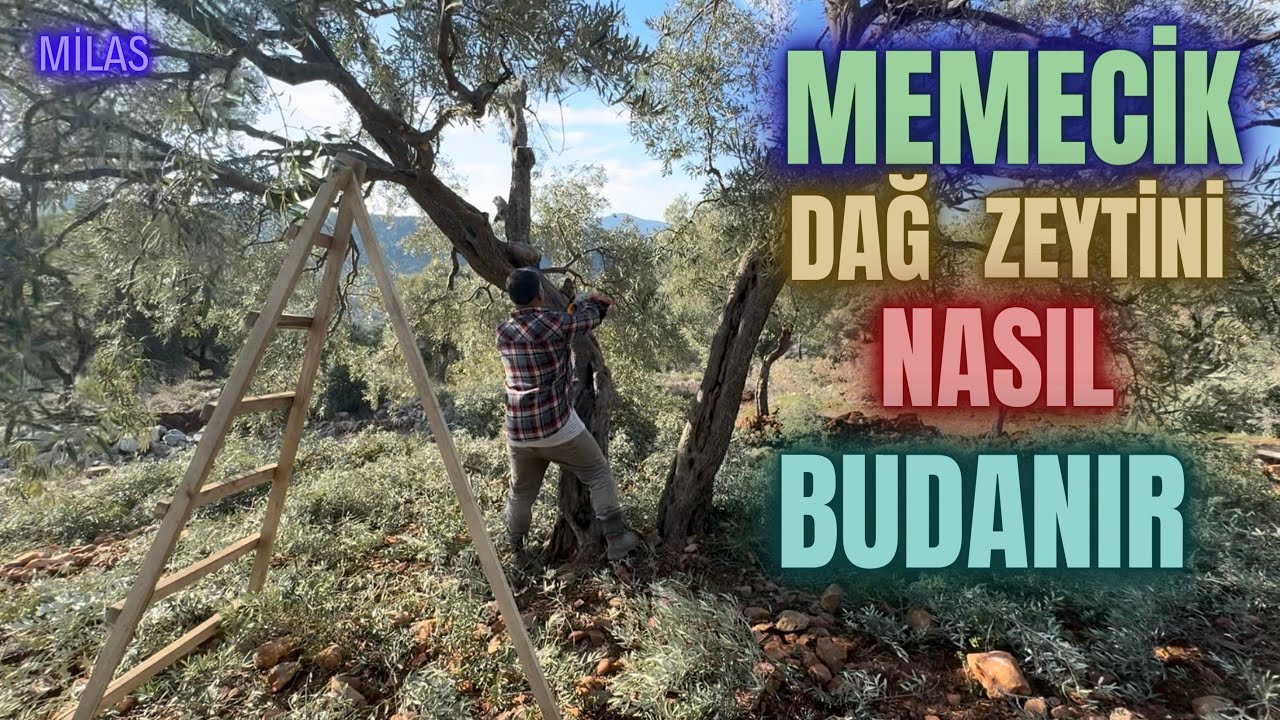 Memecik Zeytin Budaması Nasıl Yapılır? #erenvural #zeytinbudama #budama