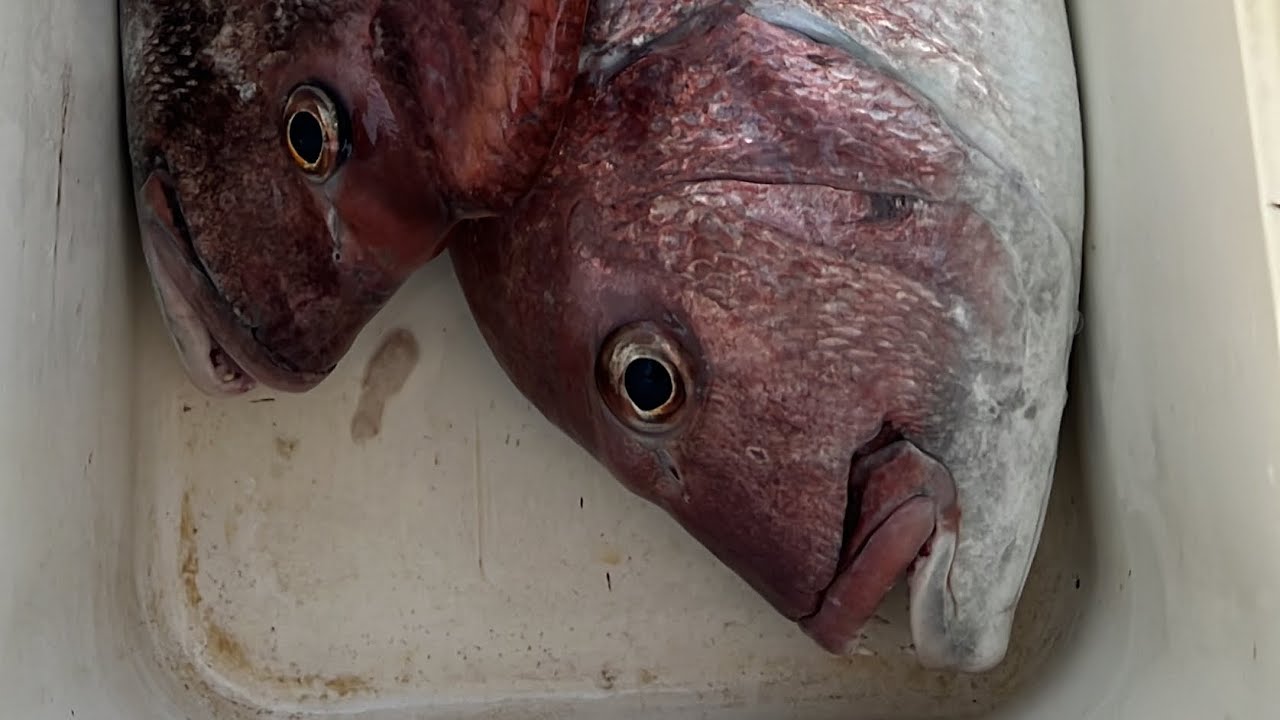 DOUBLE!!!!!!!!!! 20 kg !!! Fishing dentex , doppio dentice pesca , Moonshine lures