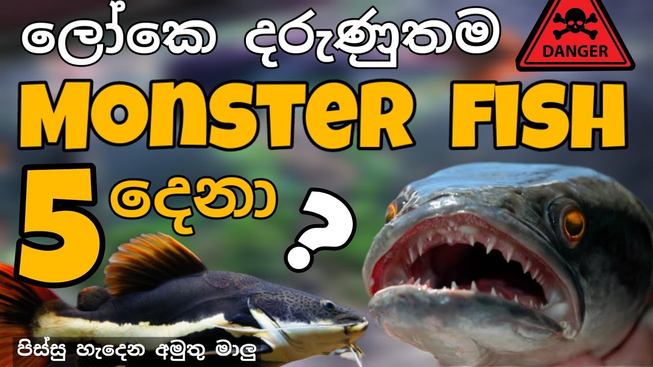 Most aggressive monster fish sinhala 🔥 Extreme Predators (part 1)