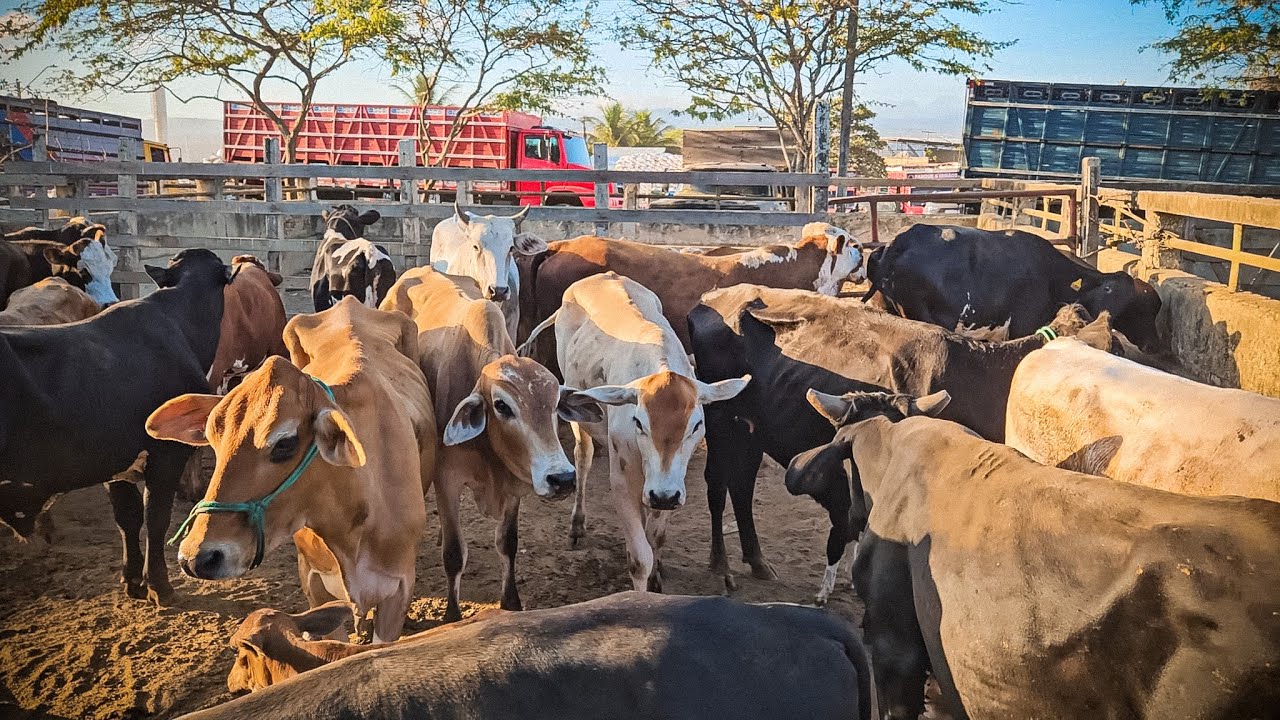 FEIRA DE GADO DE CARUARU PE, TERÇA FEIRA, (03/02/26) #nordeste