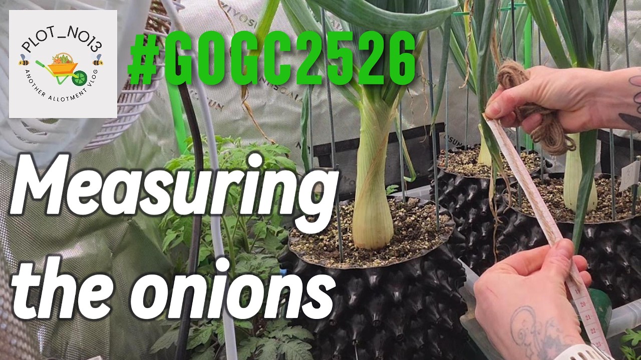 Measuring the onions - Girth check and rejects revealed!