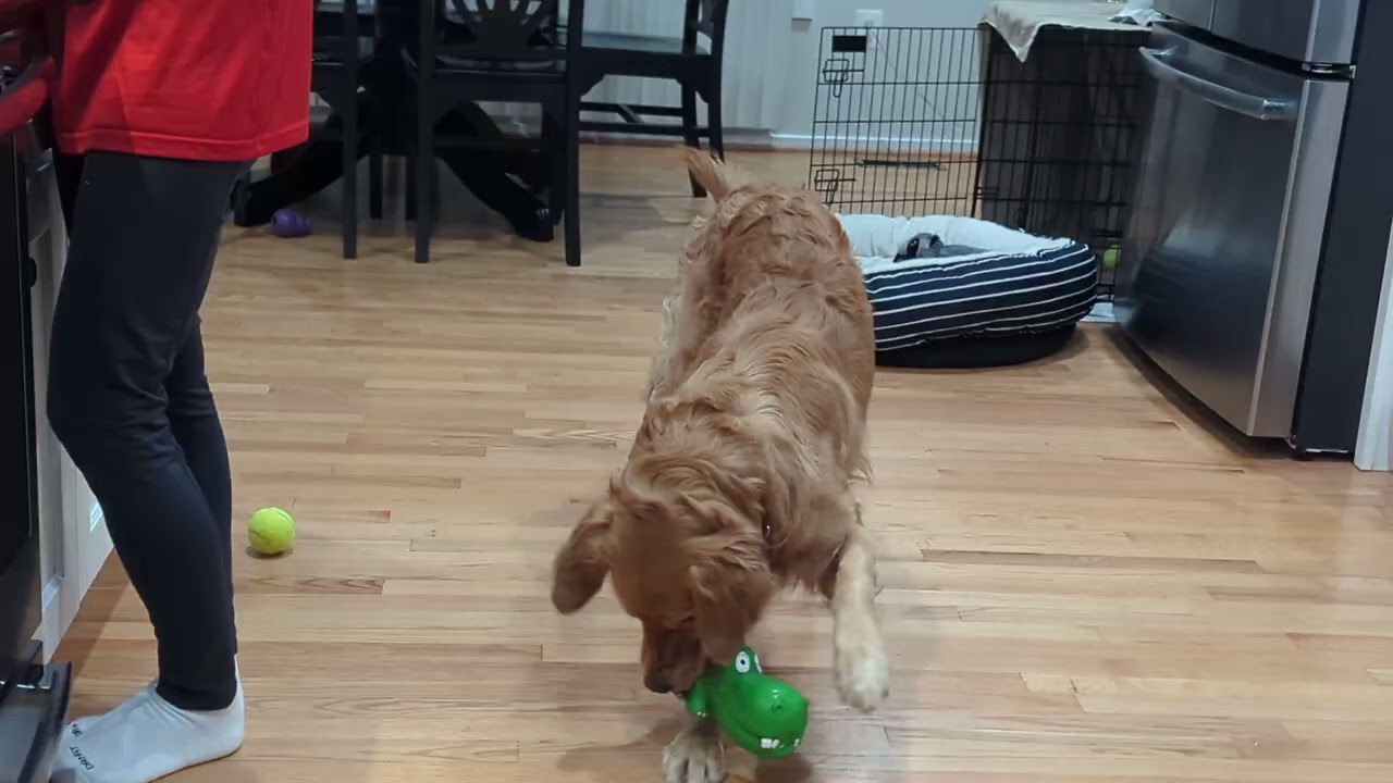 Duncan Hippo 