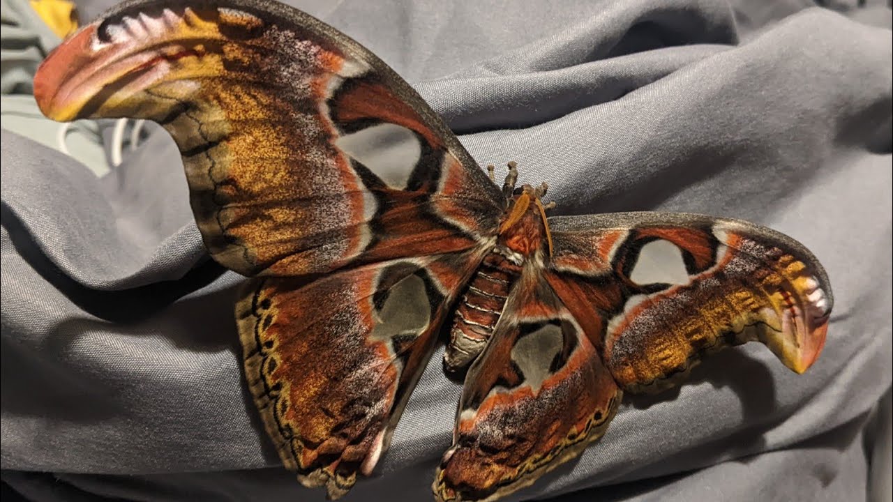 Atlas Moth (Attacus atlas) my experience