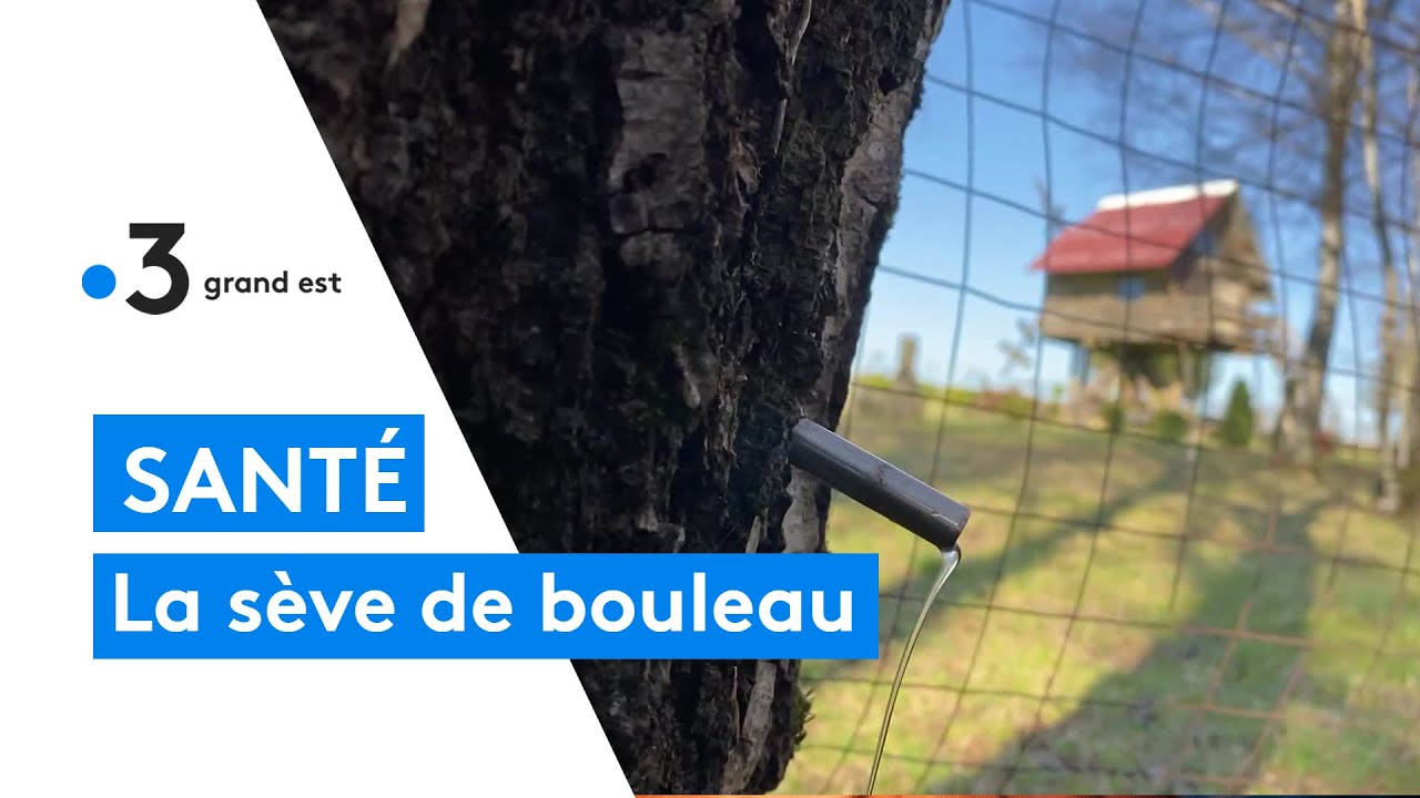 La récolte de la sève de bouleau a commencé