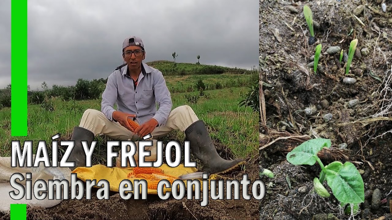 CÓMO SEMBRAMOS MAÍZ Y FRÉJOL(POROTO, ALUBIA ) EN UNA HUERTA