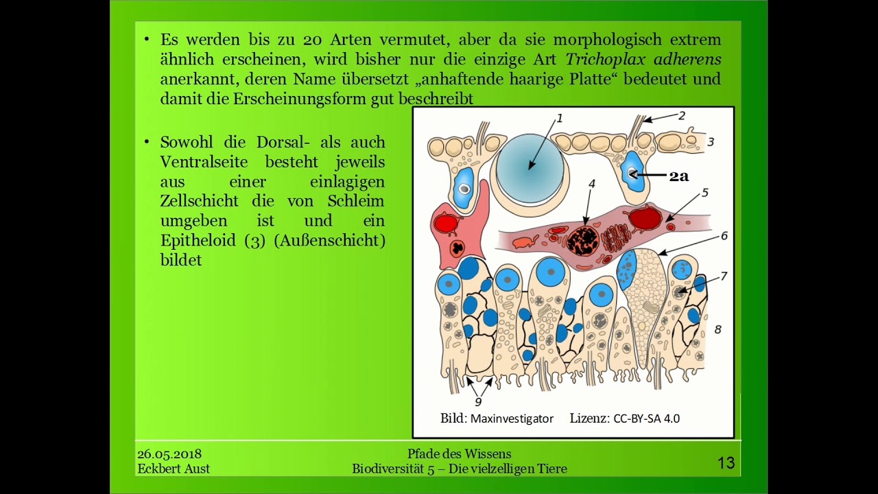 Biodiversit&auml;t 5 - Die vielzelligen Tiere (Metazoa)