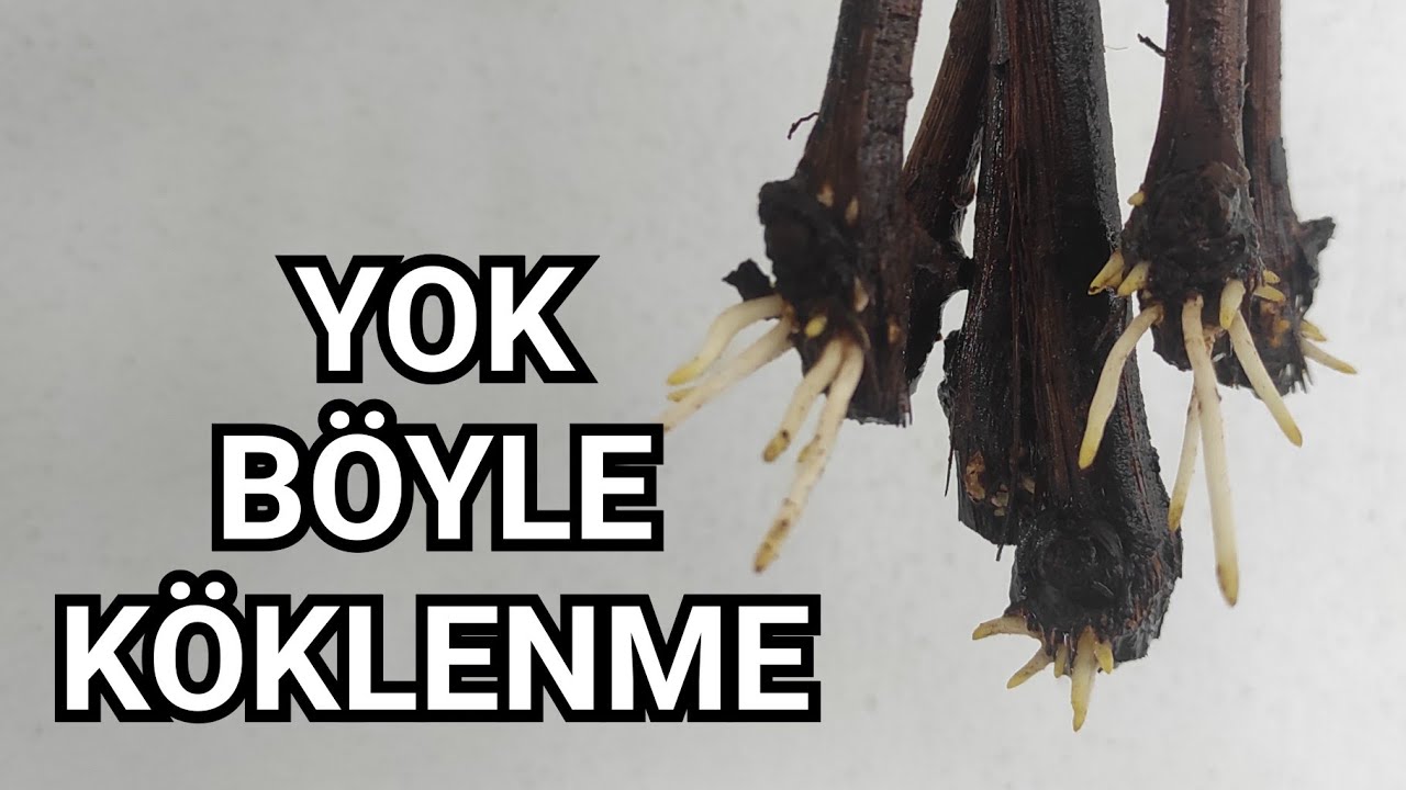 Yok Böyle Köklenme