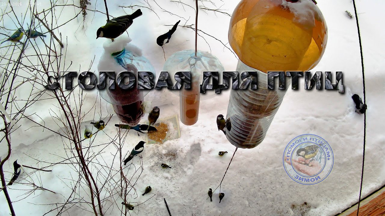 Кормушка для птиц 23 января 2026 года (01)