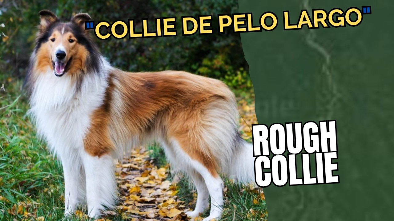Collie de pelo largo (Rough Collie) : Inteligencia y lealtad, y un increíble pelaje en un solo perro