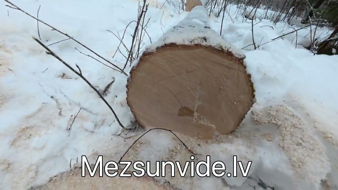 Vecā laukmala. Cirsmas plānošana 