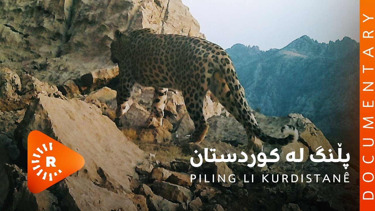 BelgeFilm- Piling li Kurdistanê | بەڵگەفیلم- پڵنگ لە کوردستان