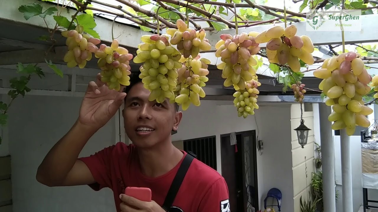 Harvesting fruits grapes at home