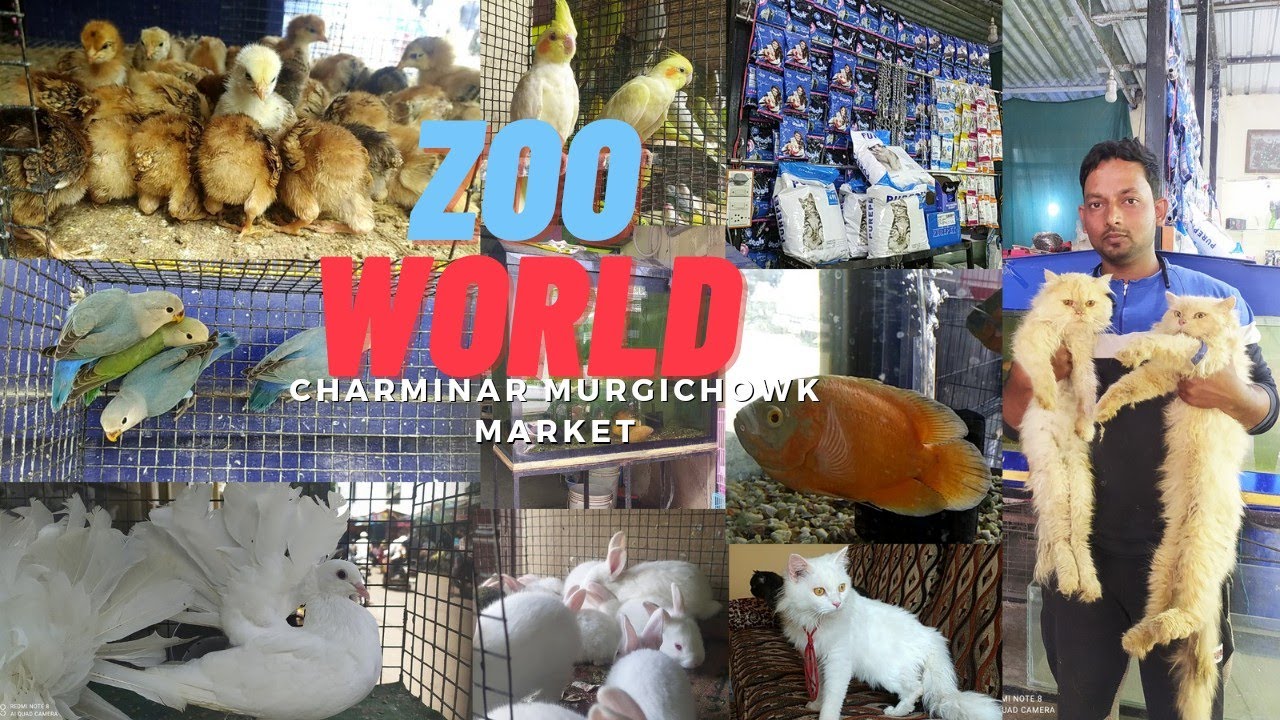 Hyderabad Murgi chowk Market | Zoo World wholesale pet shop 8639697716