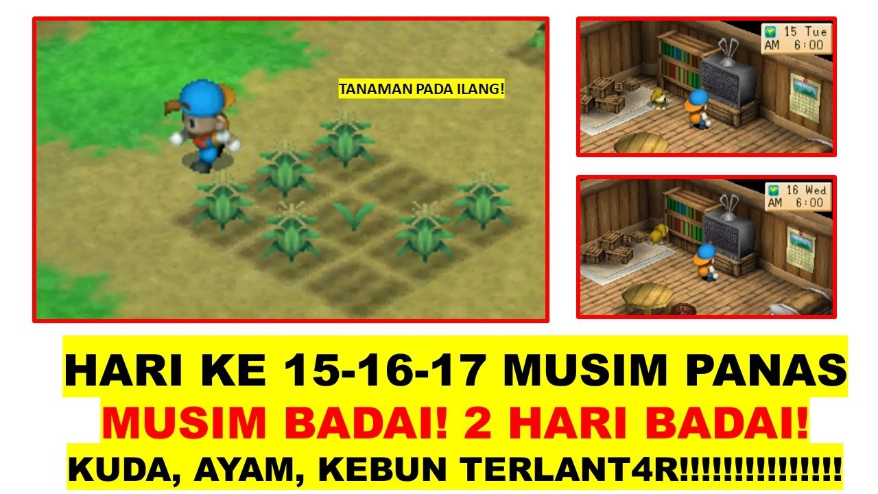 HARVEST MOON BACK TO NATURE HARI 15 16 17 SUMMER! BADAI MENERJANG!! HEWAN TERLANT4R! KEK MANA NI WEY