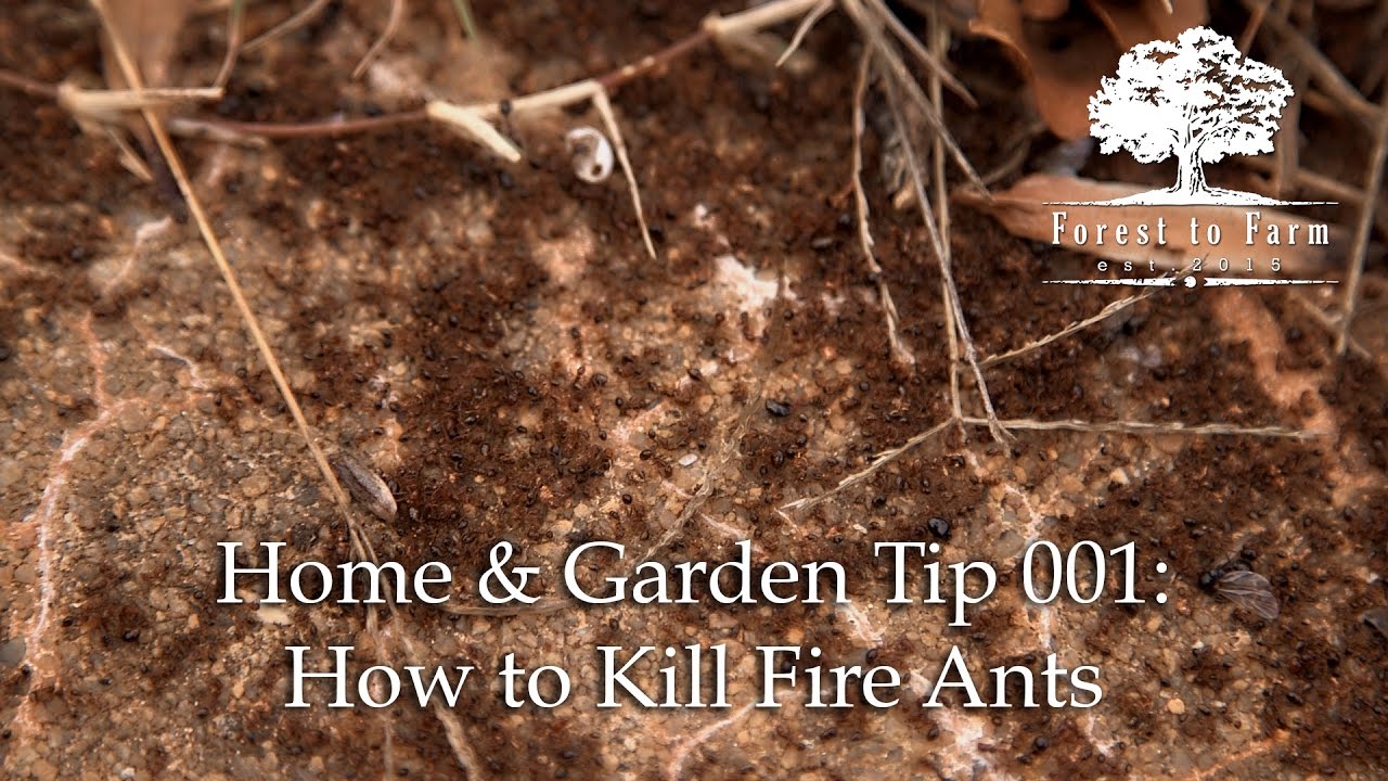 Forest to Farm - How to Kill Fire Ants