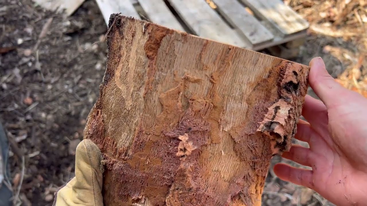 POURQUOI &Eacute;CORCER LE CH&Ecirc;NE-LI&Egrave;GE ? (Indispensable !) : Ma technique pour un bois de chauffe parfait!