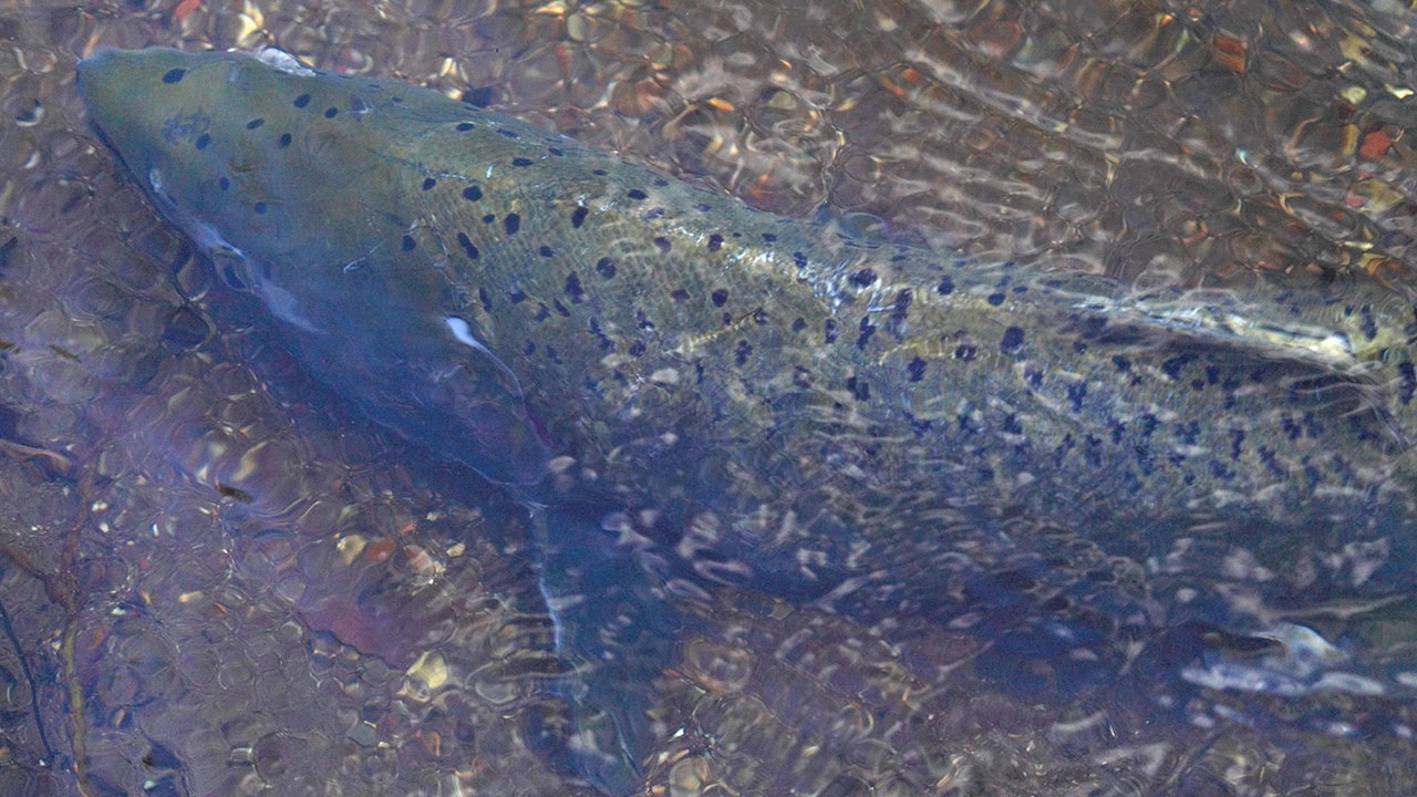 Yurok Fish Geneticist Explains Why Salmon Repopulate New Habitat After Dam Removal