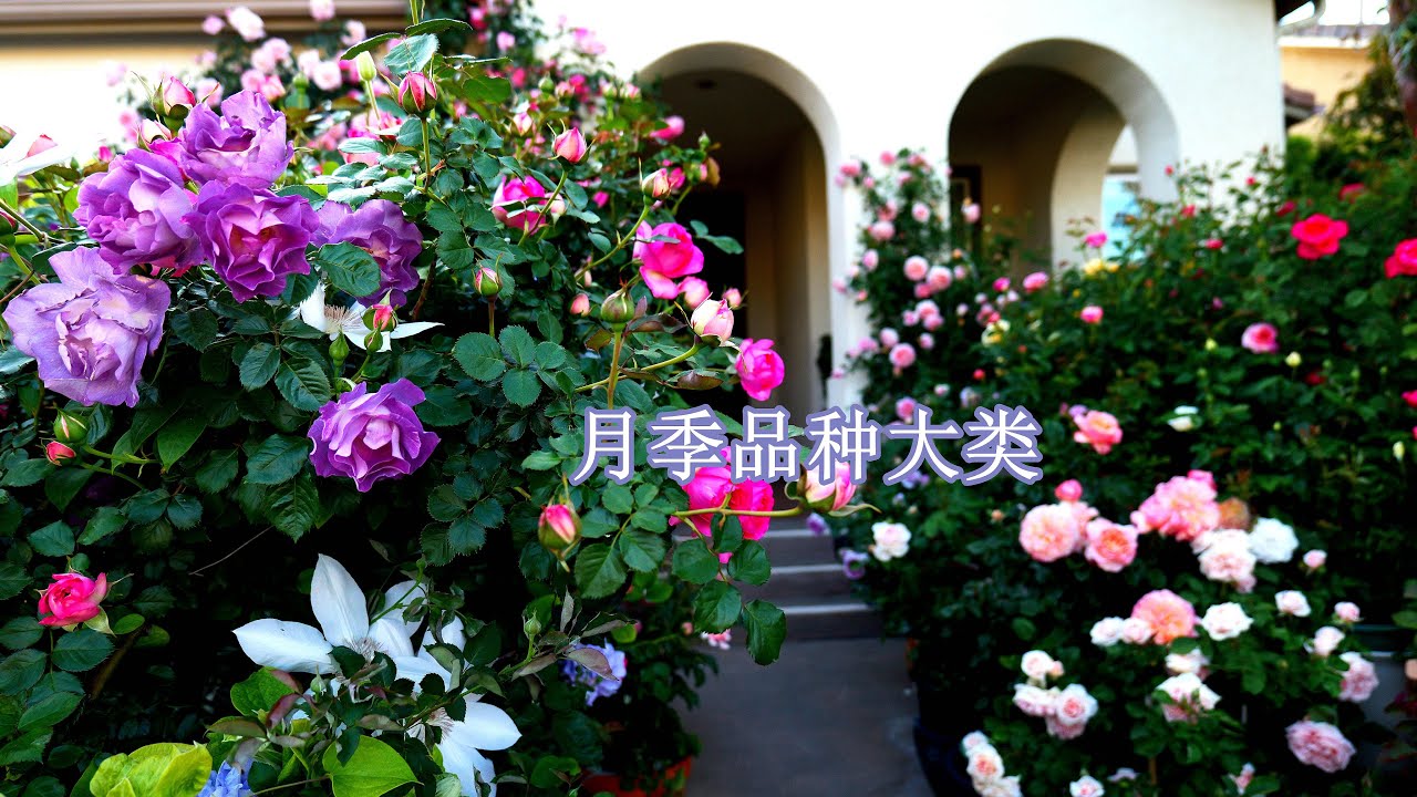月季有哪些品种大类？茶香、丰花、壮花...? The Major Categories of Roses, Hybrid Tea, Floribunda, Grandiflora...?