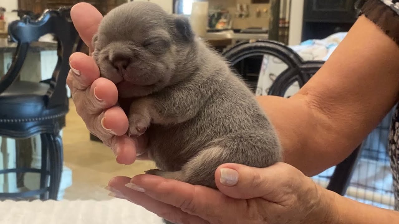 2wk puppies check 4 swimmer syndrome, worming, coccidia