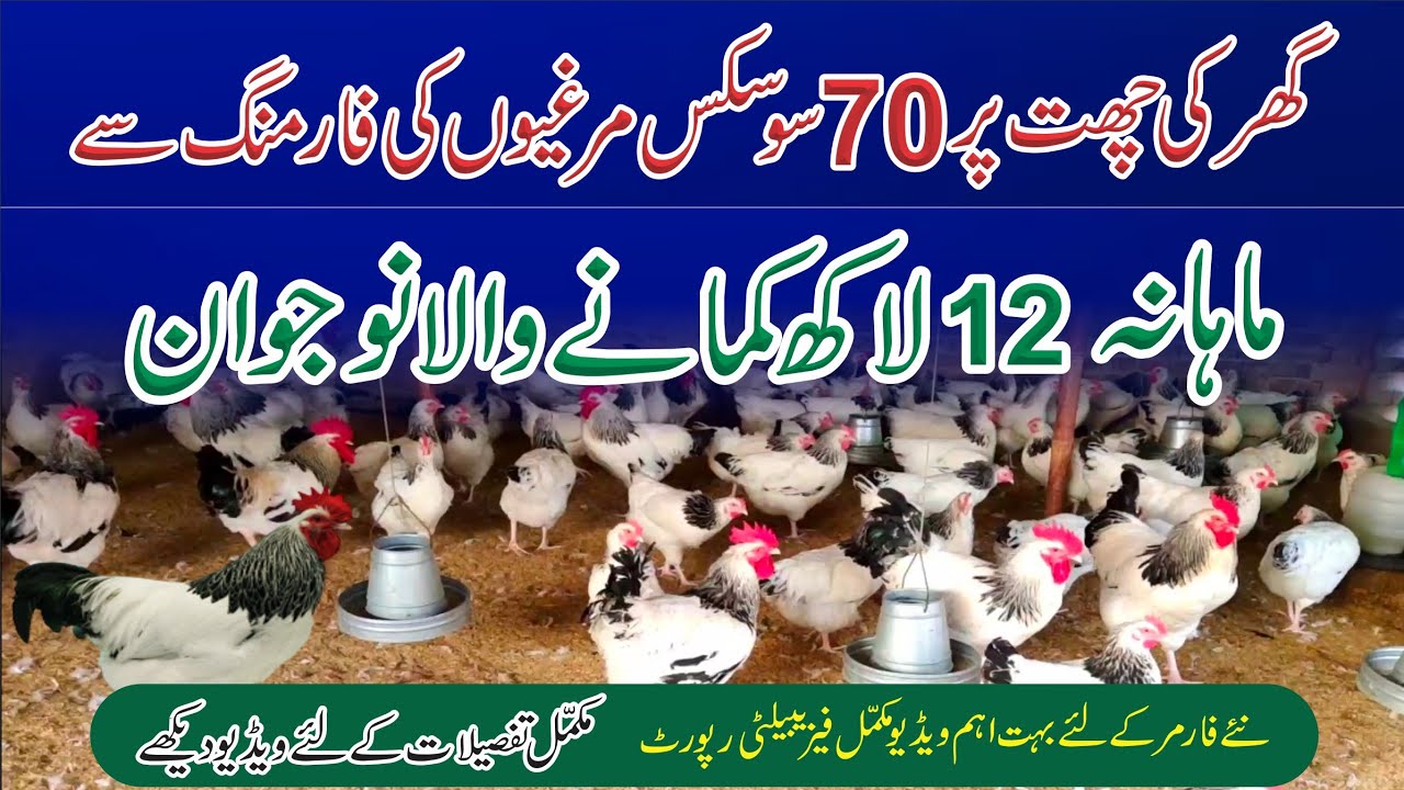 Light sussex Chicken Farming profitable Business egg and farm Detail