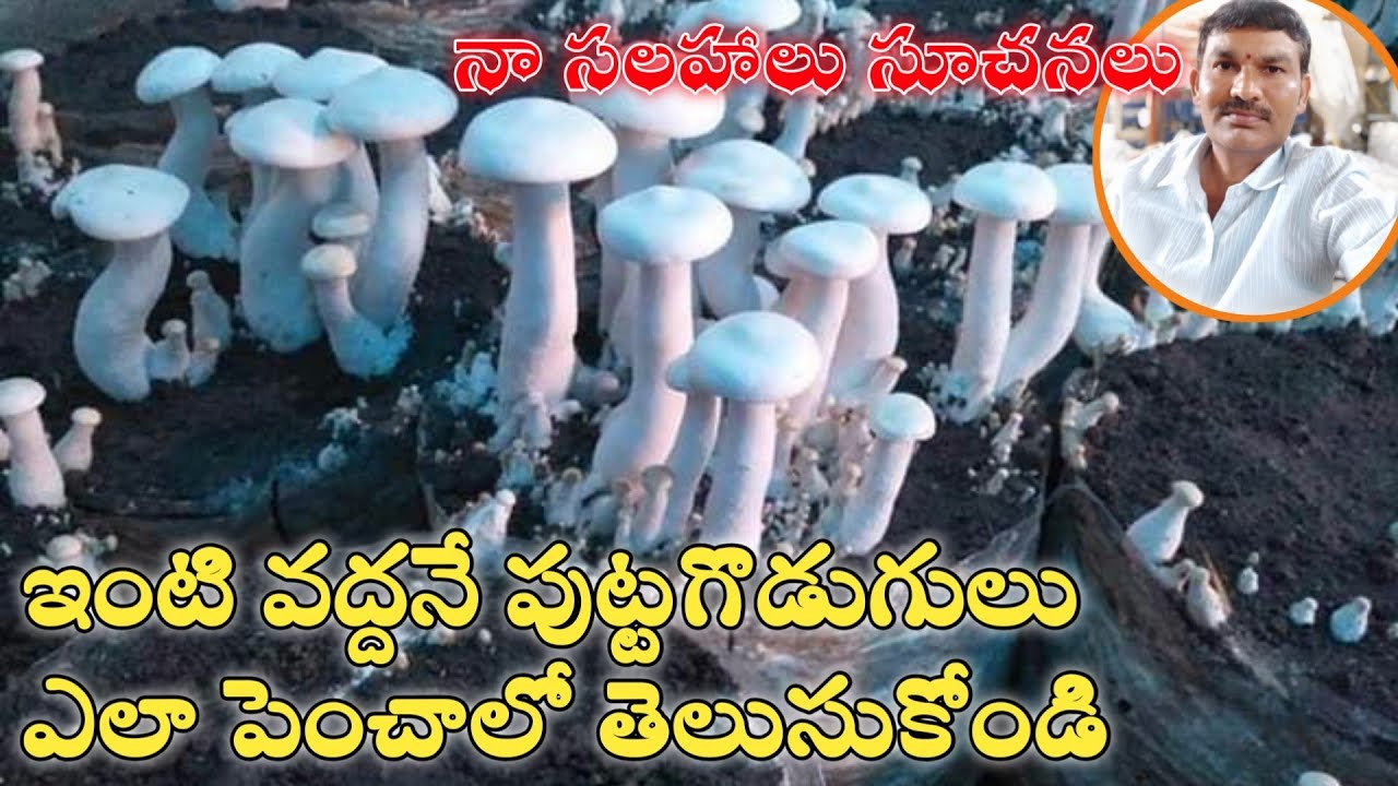 Mushrooms cultivation training at home easily. Mushrooms seed MushroomsFarming at home  easy method