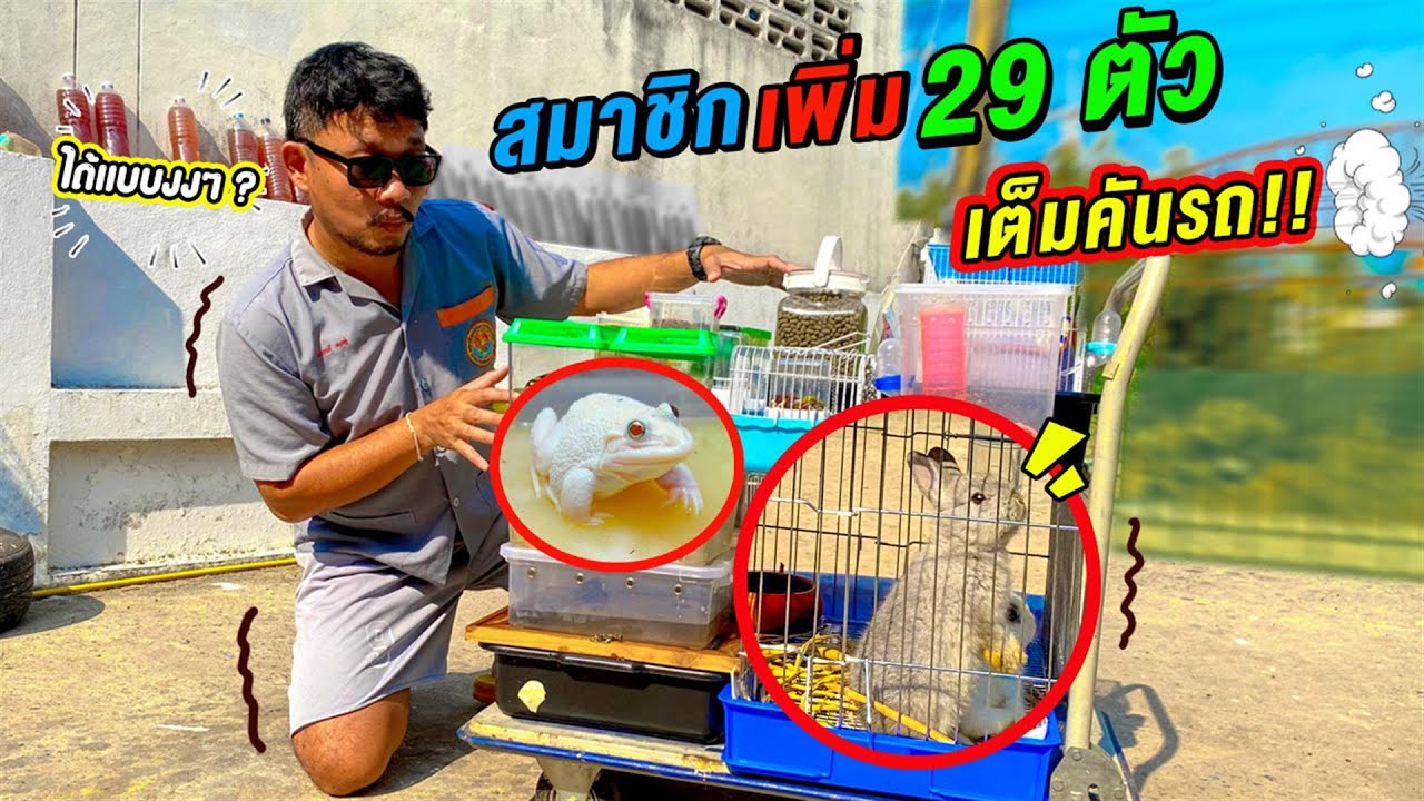 รับสัตว์เข้าบ้าน 20 รายการ สมาชิกใหม่หลายตัว