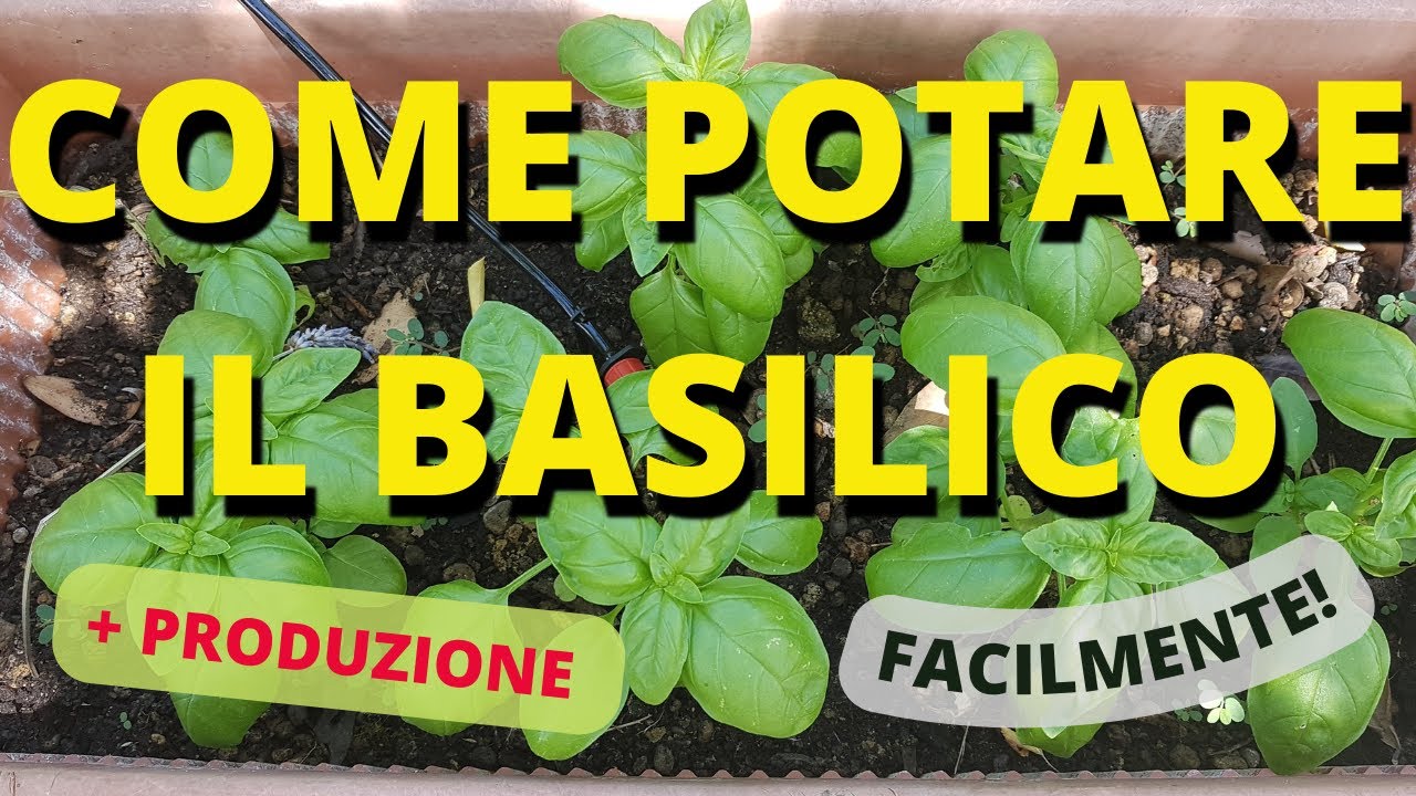 COME POTARE IL BASILICO PER AVERE RACCOLTI ABBONDANTI