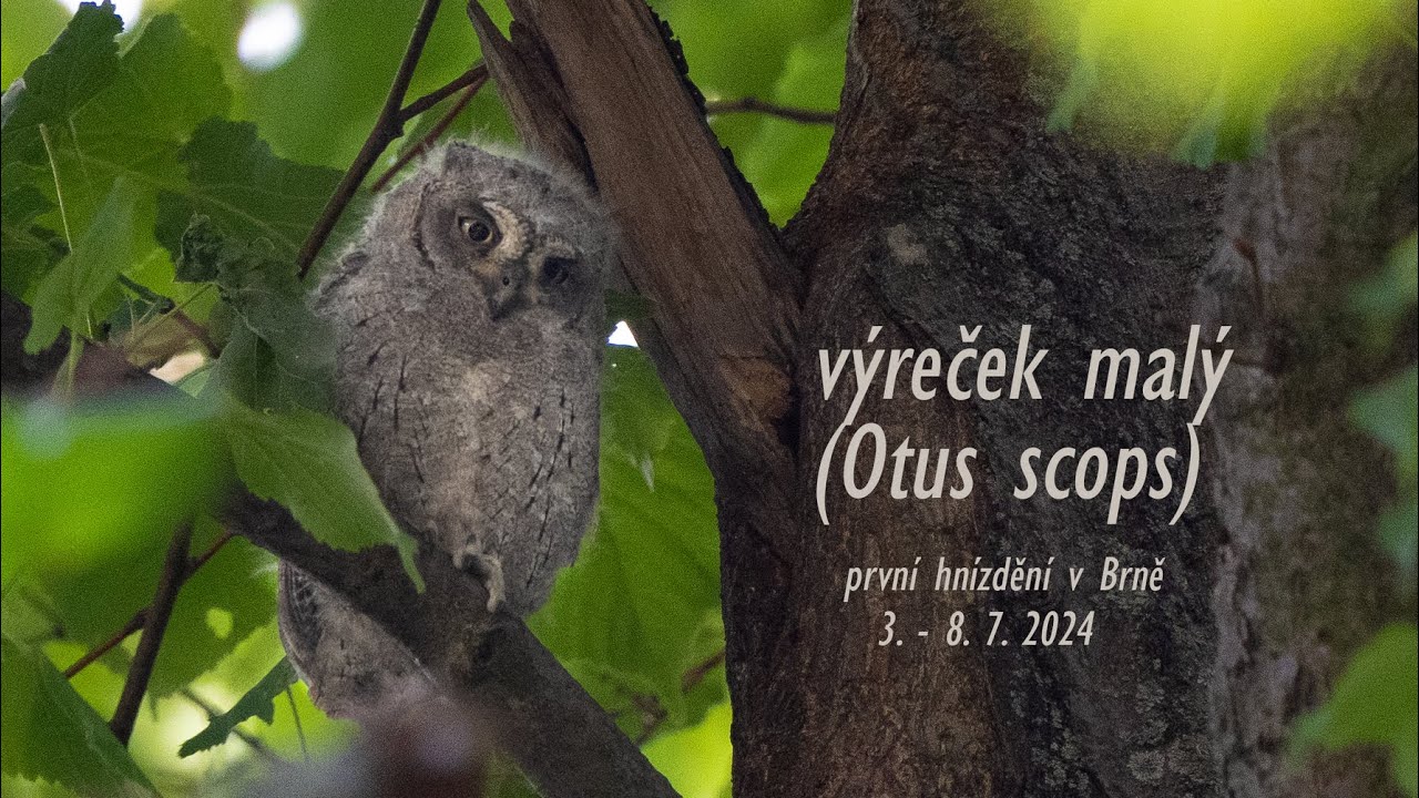 Výreček malý (Otus scops) - Scops Owl