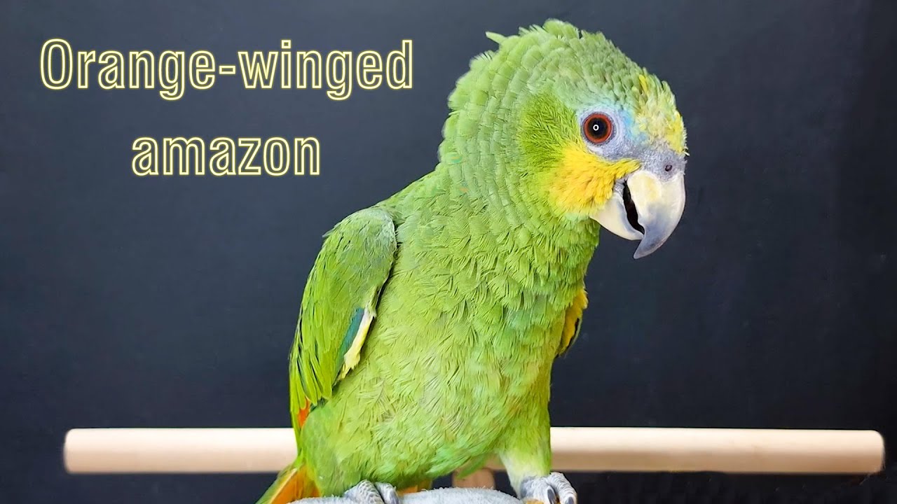 Orange-winged amazon ترويض ببغاء امزوني اورنج وينج كبير وحشي و شرس جدا ليصبح اليف الجزء الاول